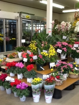 埼玉県鴻巣市の花屋 マナカ生花にフラワーギフトはお任せください 当店は 安心と信頼の花キューピット加盟店です 花キューピットタウン